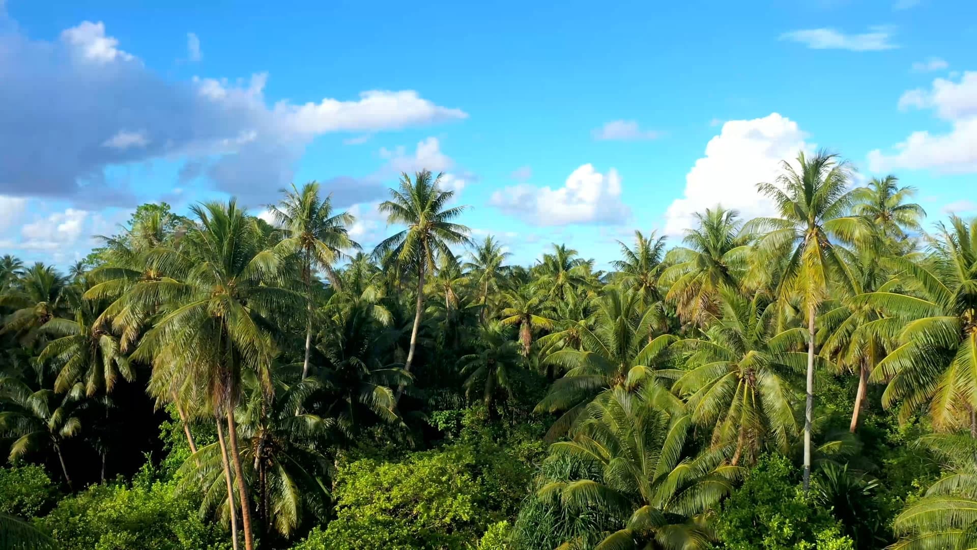 Ontong Java, project view 9