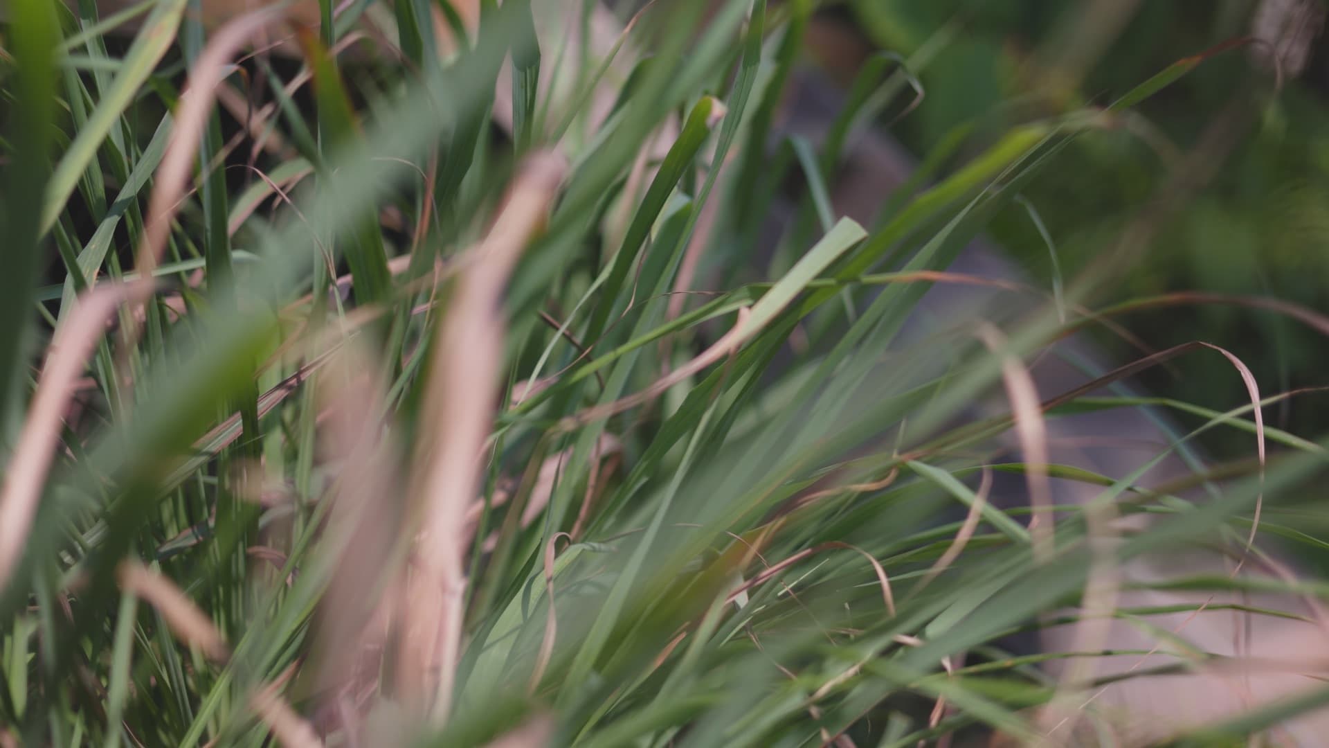 Bali / #soundsofplants, project view 3