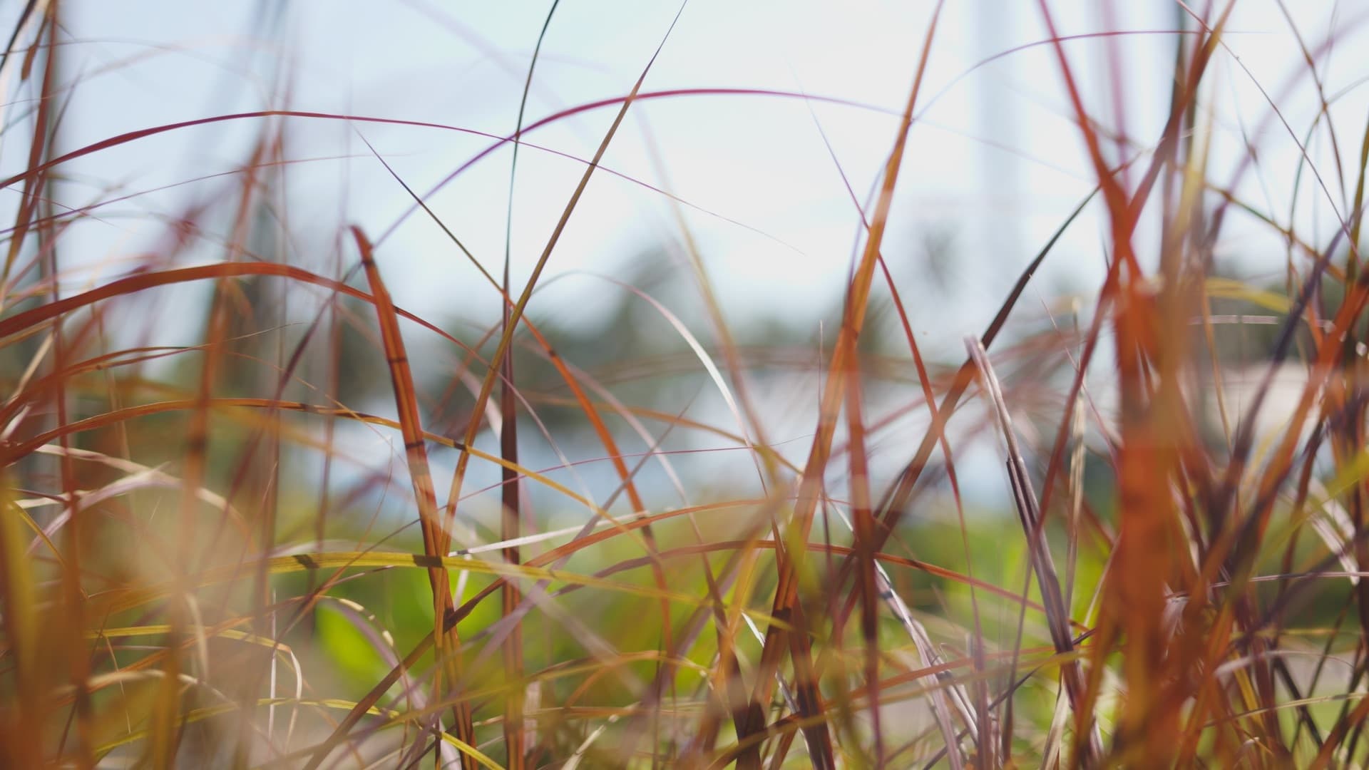 Bali / #soundsofplants, project view 4