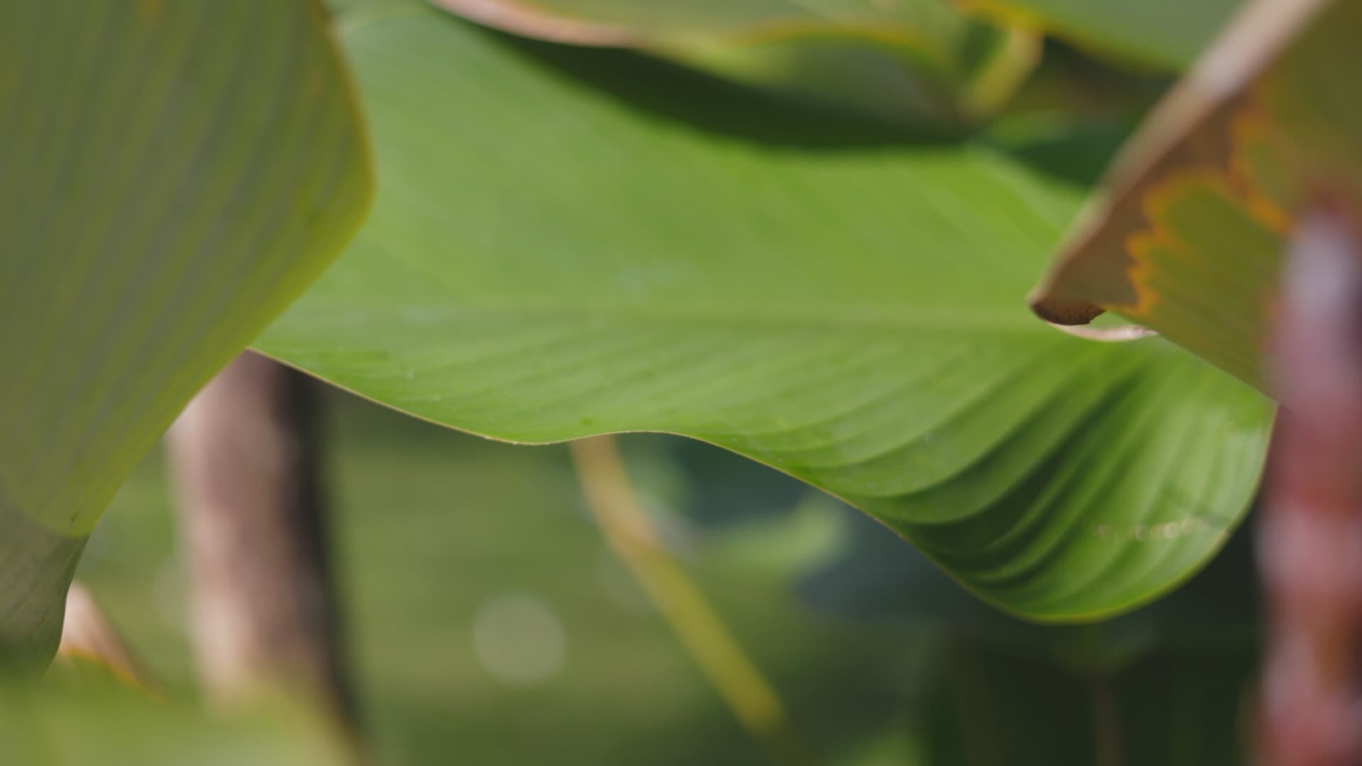 Bali / #soundsofplants, project view 7
