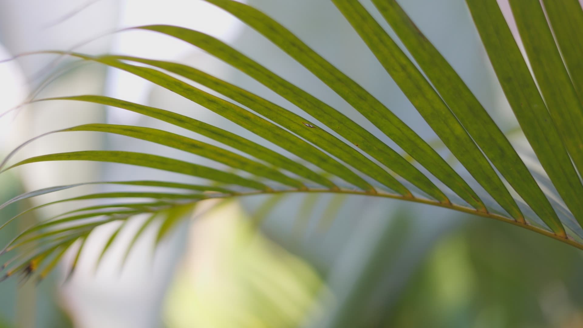 Bali / #soundsofplants, project view 8