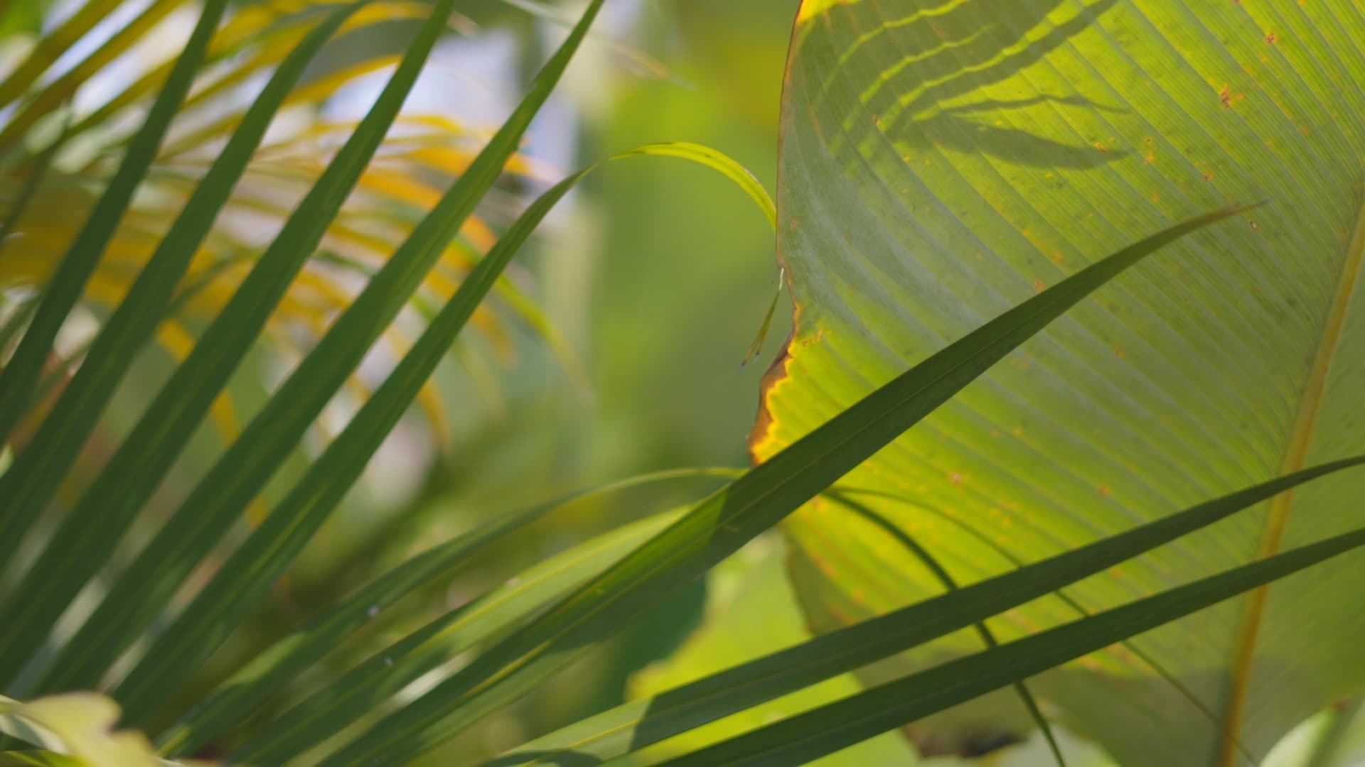Bali / #soundsofplants, project view 6