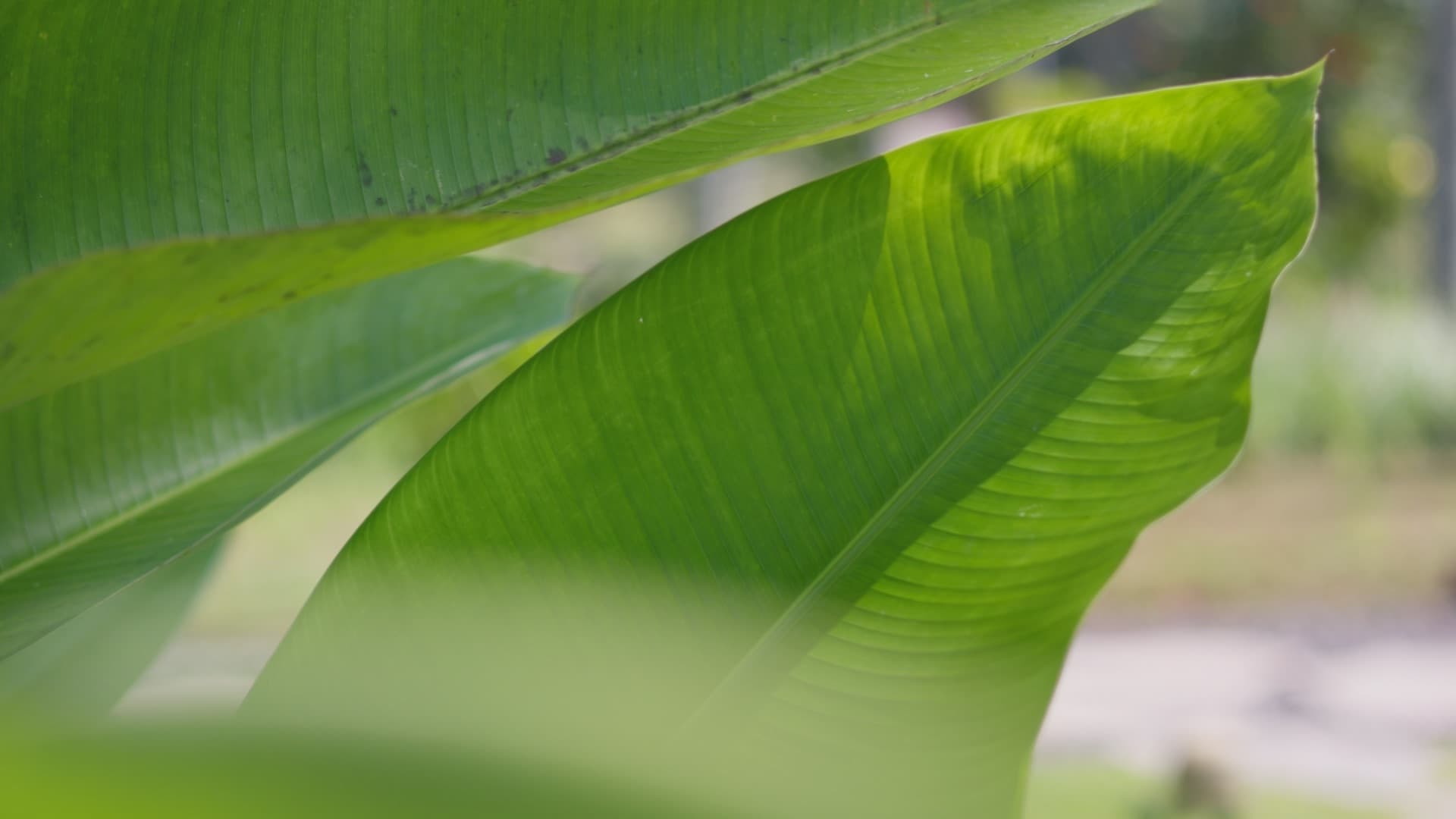 Bali / #soundsofplants, project view 5